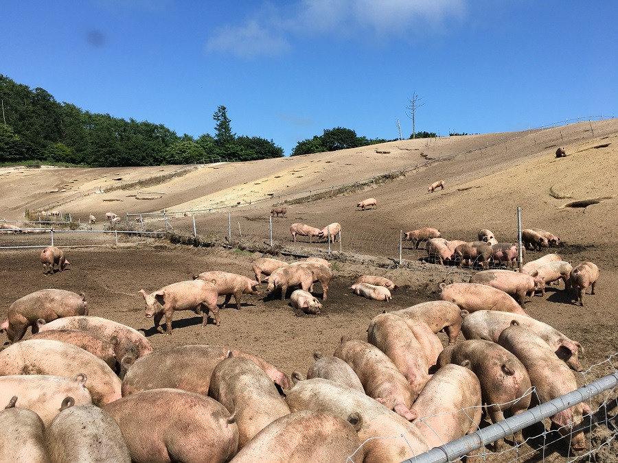 厚真町にある希望農場でのびのび育つ放牧豚