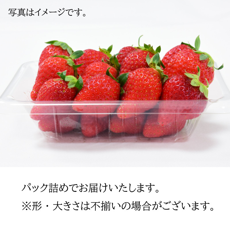 1キロ　S~2L　徳島県　フルーツ　果物　1箱　阿波市産　先行予約　いちご　さちのか　1kg　四国-
