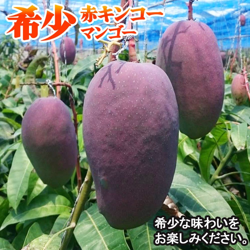 2024年発送】南国の果物 沖縄県産マンゴー 赤キンコー 2kg - 沖縄県