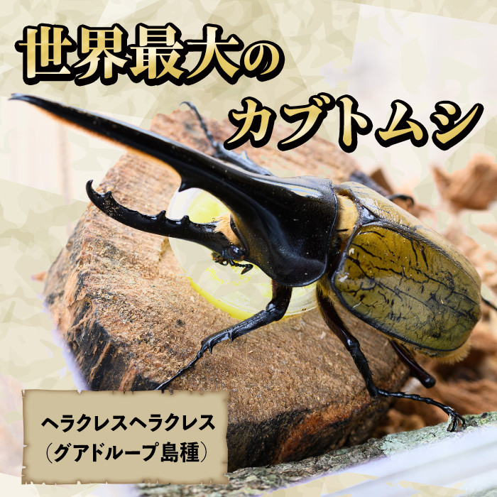 クワガタ エラクレスオオカブト カブトムシ 3点セット - 置物