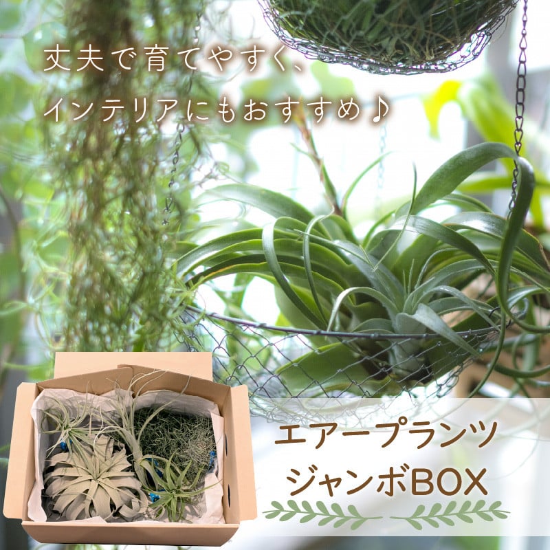 特大 ドゥラティ デュラティ チランジア エアプランツ レア品種 - 植物