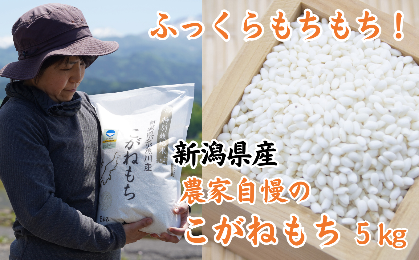 芳醇な甘い香り　磯貝農場　令和5年産新米　新潟県産　もち米『こがねもち』5kg　ふるさと納税サイト　ふっくらモチモチ！　新潟県糸魚川市｜ふるさとチョイス