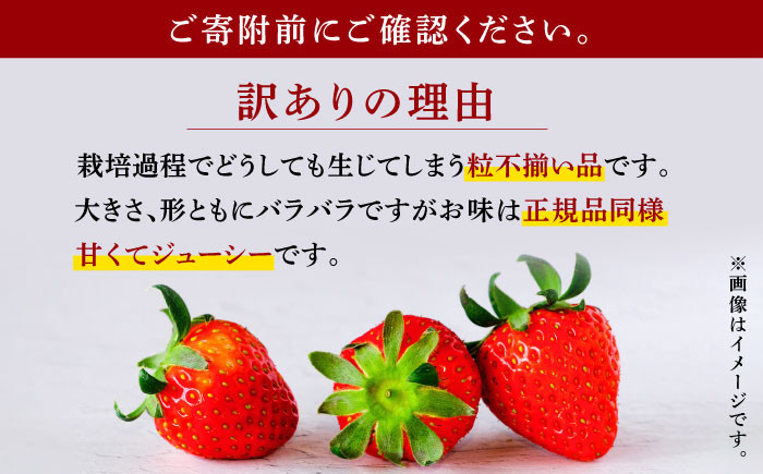 訳あり】【先行予約】 高級 いちご 恋みのり 約1000g（250g×4pc