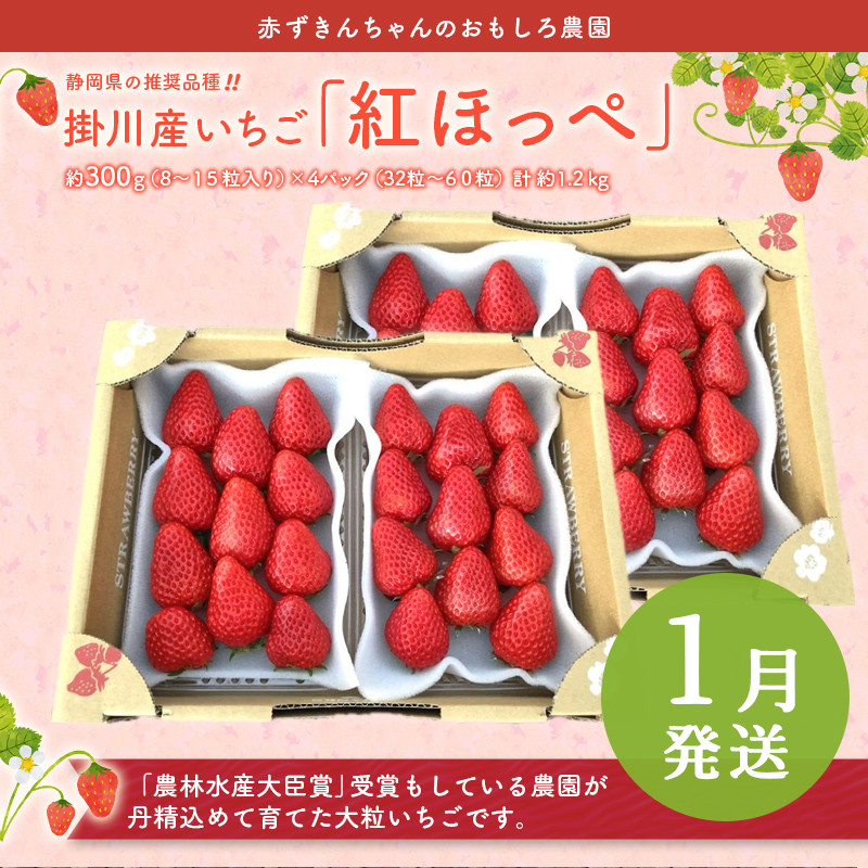 イチゴ　紅ほっぺ32パック果物