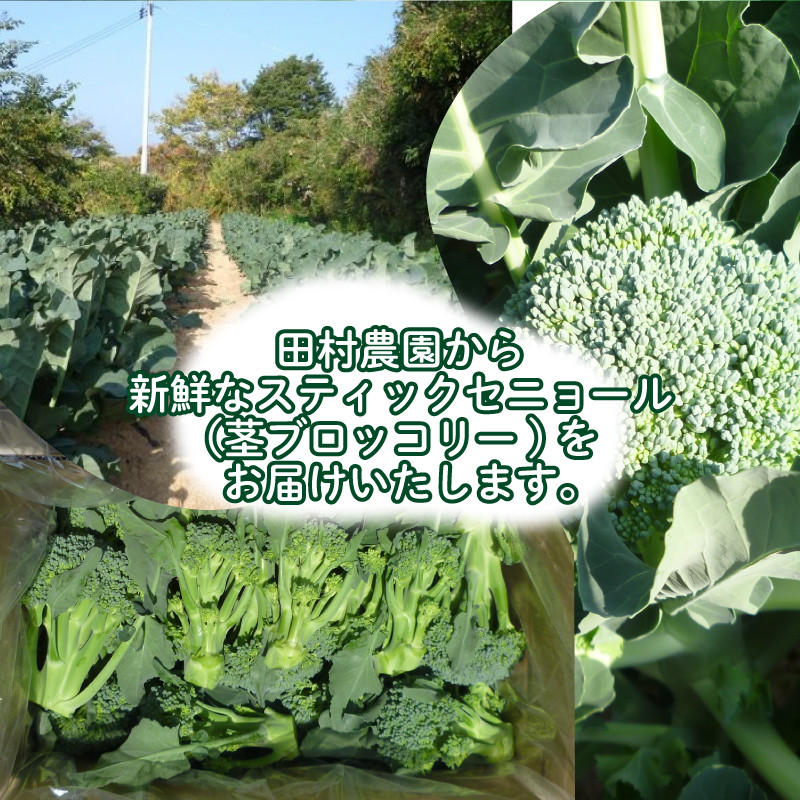 野菜 茎ブロッコリー スティックセニョール 朝採り 新鮮 直営店に限定