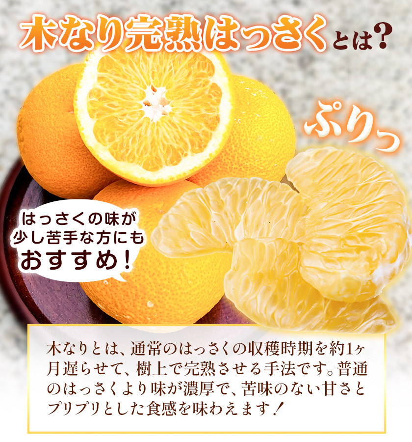 木なり完熟はっさく 約5kg (10-20個) 木村農園《2024年3月上旬‐4月上旬