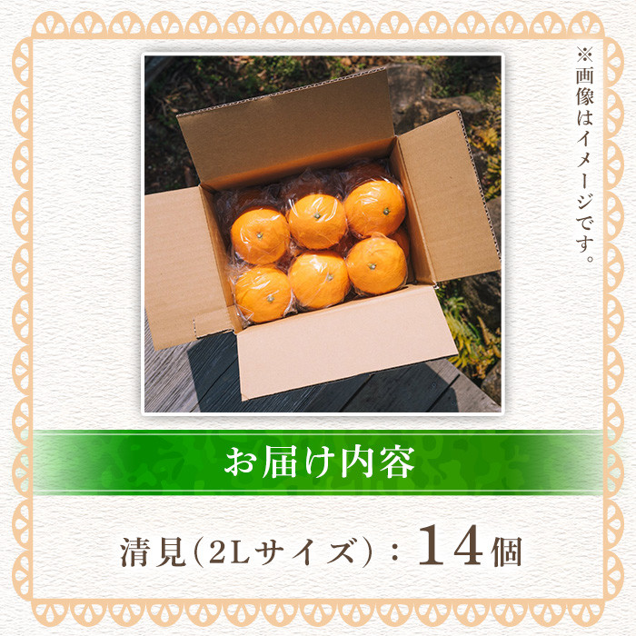 数量限定！鹿児島県産清見(14個・2L)柑橘 フルーツ 果物 国産 みかん