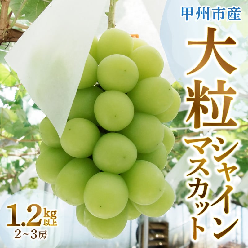 山梨県産シャインマスカット 大粒 訳あり房 1.7キロ - 果物