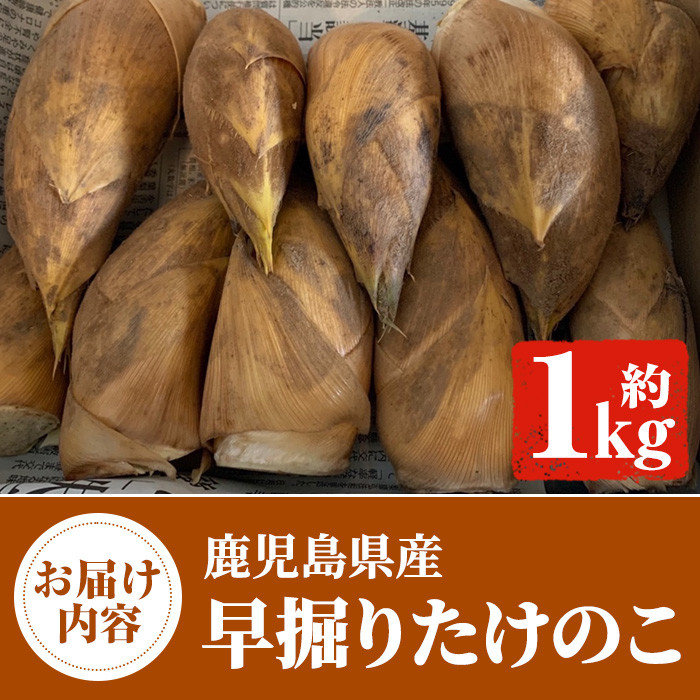 鹿児島県産 早掘りたけのこ(約1kg) 国産 野菜 たけのこ タケノコ 筍 旬