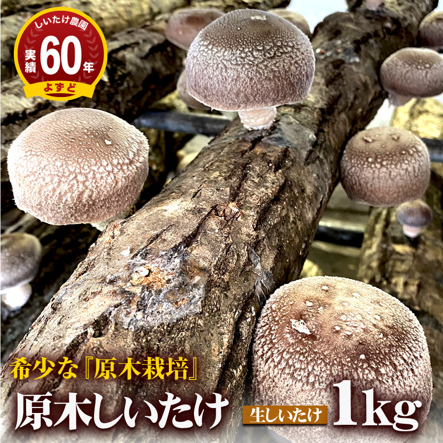 2024年1月発送 希少！原木しいたけ「生椎茸」1kg - 岩手県矢巾町