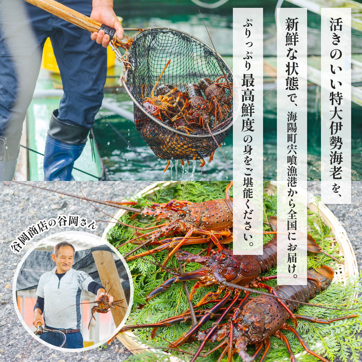 伊勢海老 特大 約4.2kg 約700g×6尾 伊勢えび 伊勢エビ いせえび イセエビ 海老 えび エビ 海鮮 海産物 海の幸 おせち 高級 国産  海鮮 ギフト - 徳島県海陽町｜ふるさとチョイス - ふるさと納税サイト