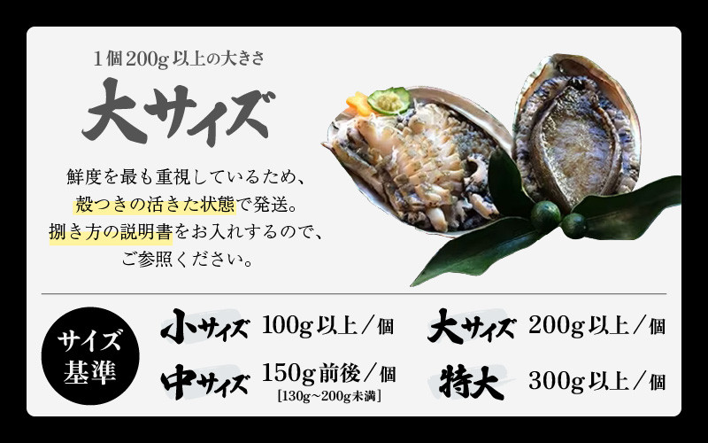 日本海若狭湾の 天然 活黒アワビ 計1kg (3～5個) 大サイズ 鮮度抜群 刺身 お造り バター焼き BBQ あわび アワビ 鮑 クロアワビ  黒あわび【2024年8月31日まで発送】[m17-j002]