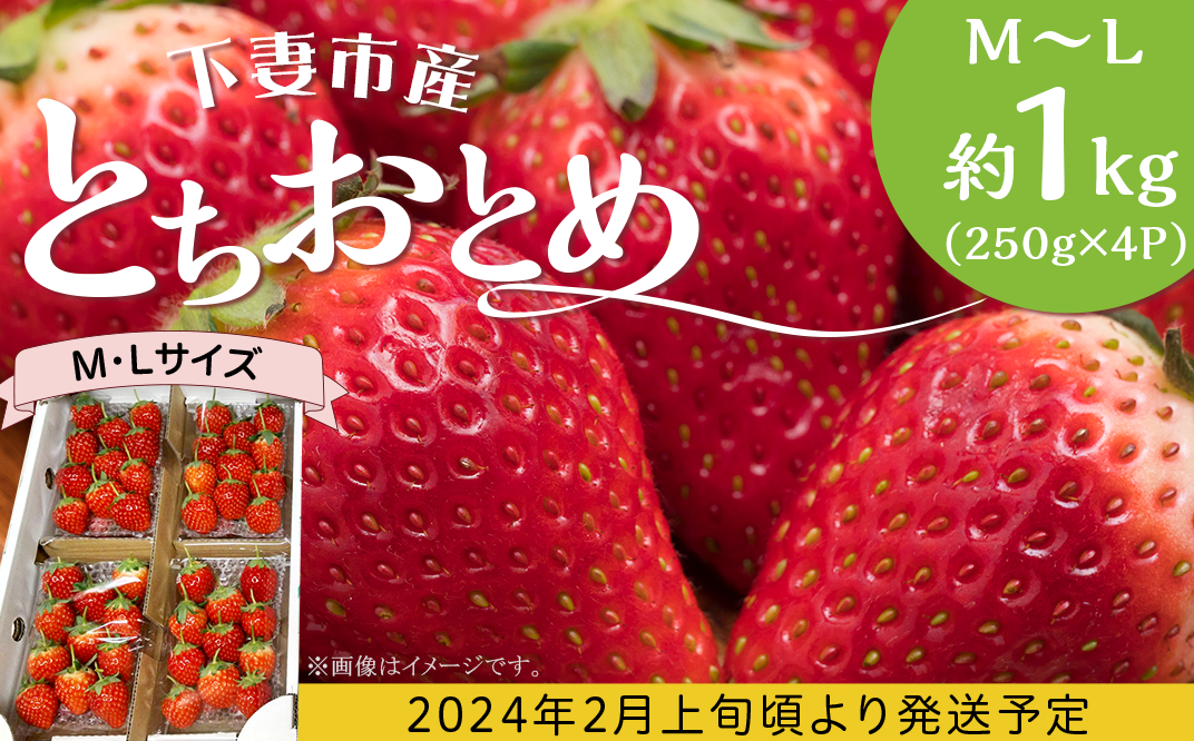 とちおとめ M～L 約1kg (250g × 4P) いちご 下妻市産 【2024年2月上旬頃～3月中旬頃発送予定】【いちご イチゴ 苺 とちおとめ  ジューシー 果物 フルーツ 甘み】