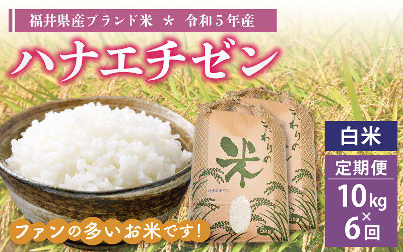 [e30-f005] 定期便≪6ヶ月連続お届け≫ハナエチゼン 10kg × 6回 令和5年 福井県産【白米】【お米 はなえちぜん 華越前 計60キロ】