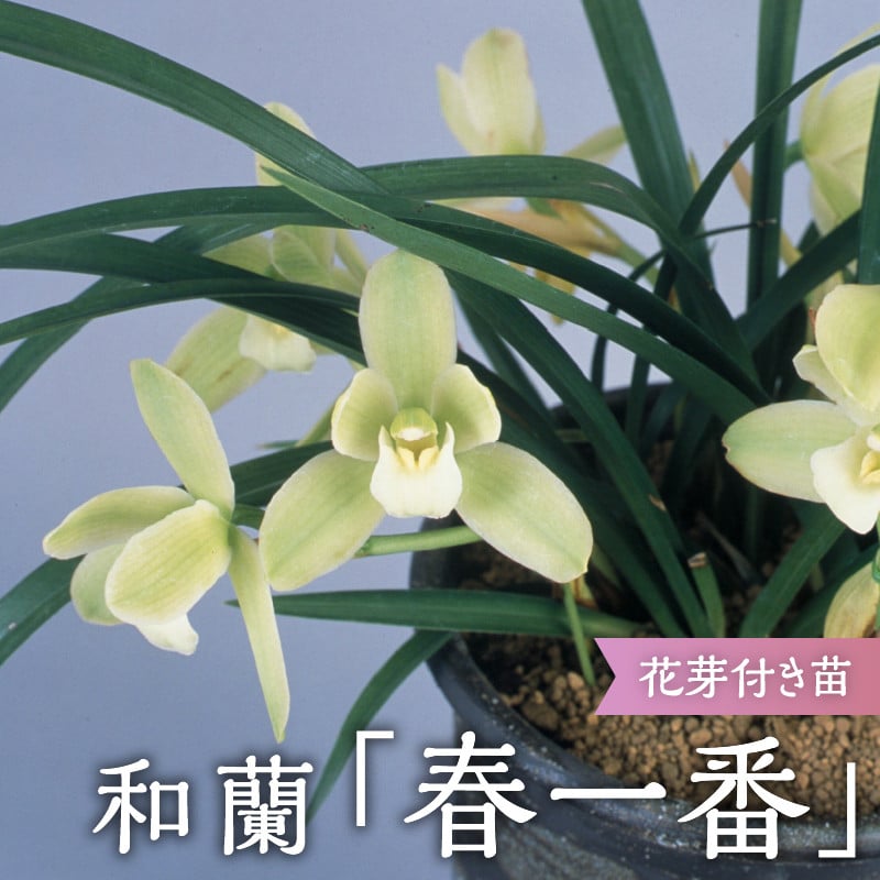 緑花大輪品種 和蘭 「春一番」 花芽～開花株 ４号陶器鉢付 B2-1111 - 山梨県甲州市｜ふるさとチョイス - ふるさと納税サイト