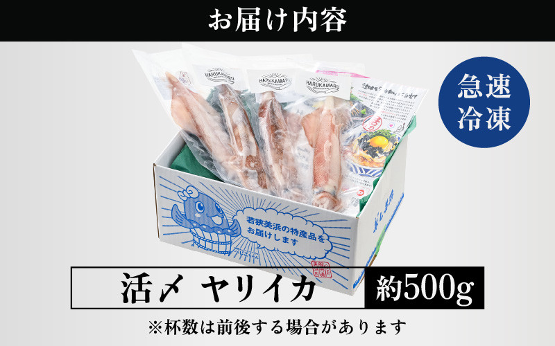 佐川急便冷凍発送！☆新物☆アカイカ☆姿冷凍☆1杯☆11.3ｋｇ前後☆鳥取県産【2021年11月水揚げ】ソデイカ・タルイカ)赤烏賊赤いか赤イカ - 魚介類