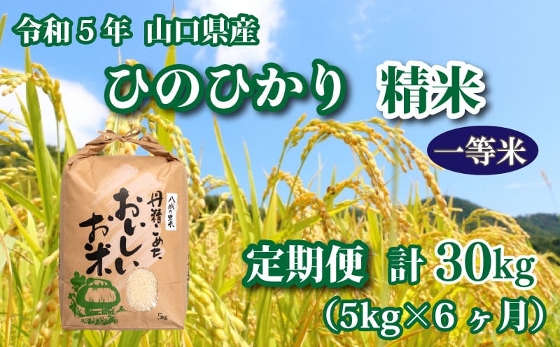 令和4年度 山口県産 コシヒカリ 精米15㎏食品