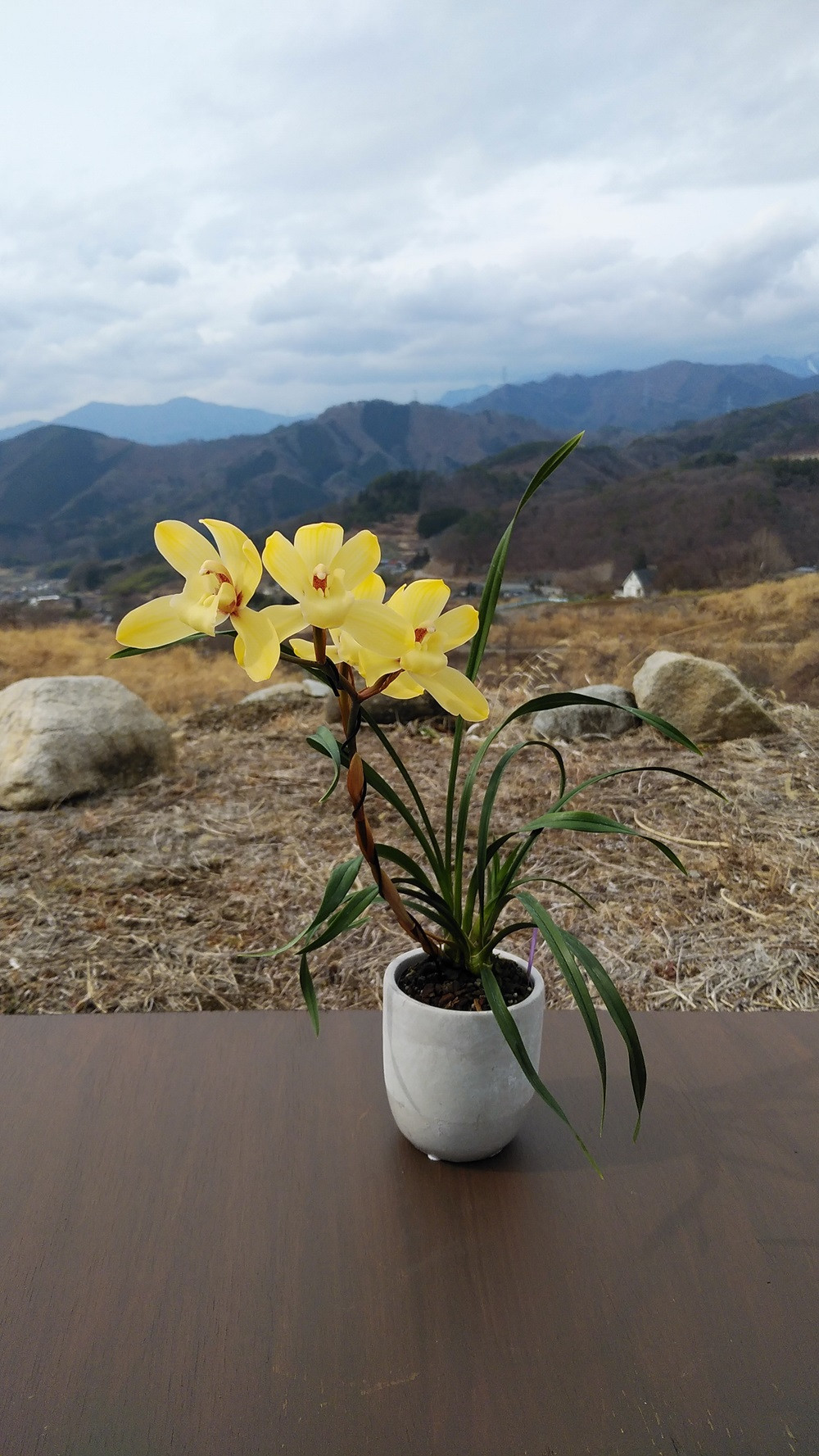 写真