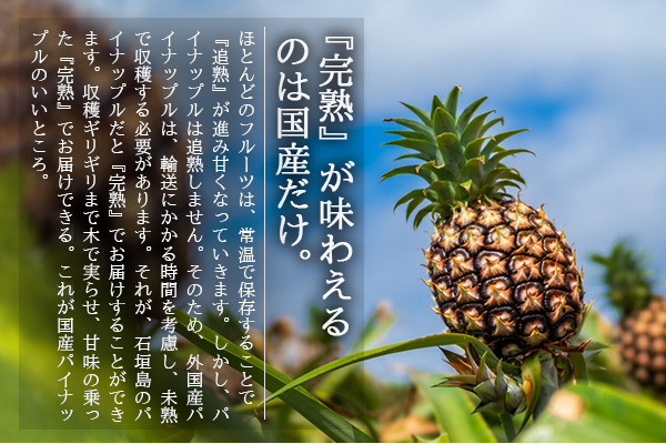 【先行受付】パイナップル（ハワイ種）沖縄 4玉入 約3.5kg 【2024年6月～8月の間に順次発送予定】石垣島 農家直送 パインアップル TK-6