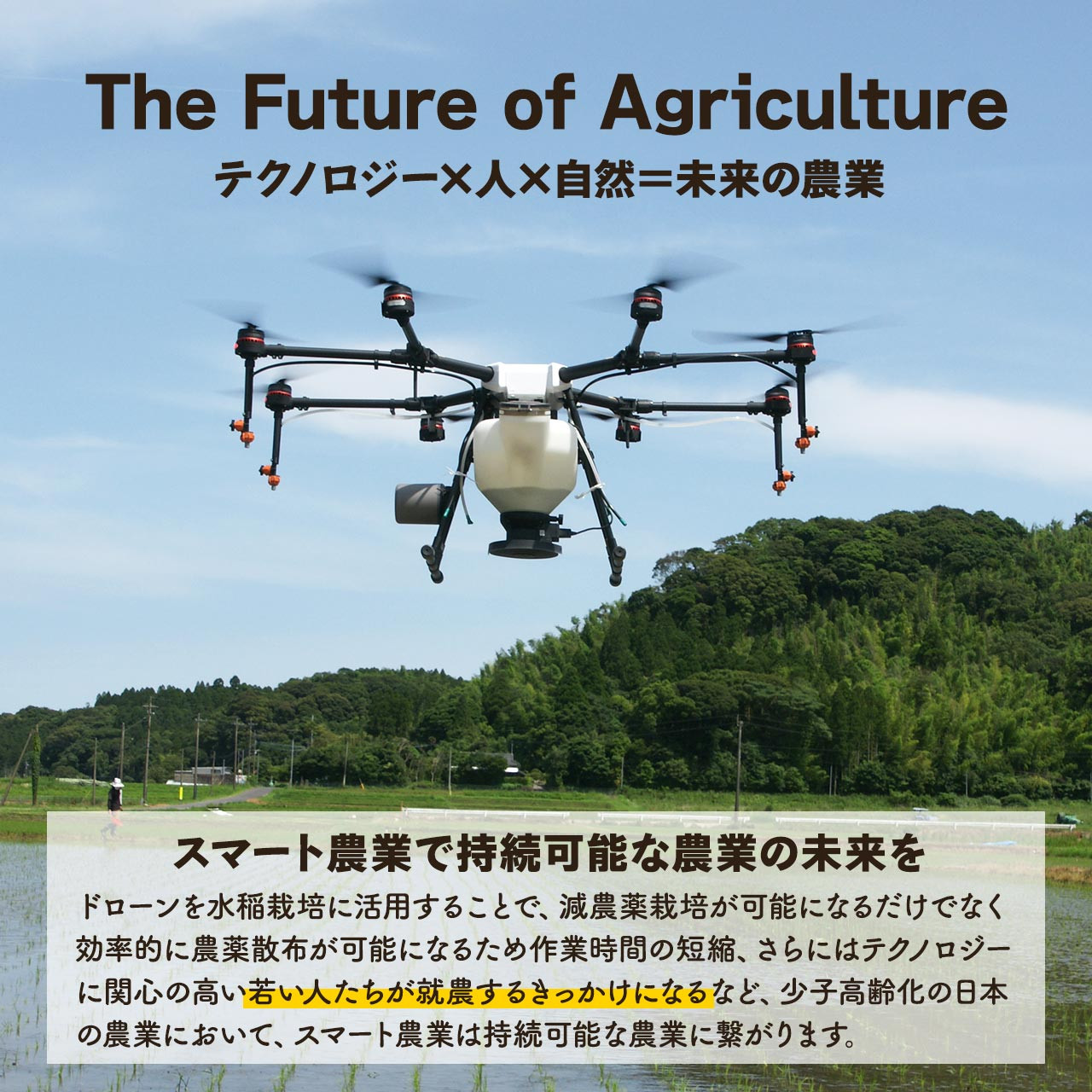 2294 【定期便12回】こだわり農家の自信作！鹿屋市高隈産「ひのひかり