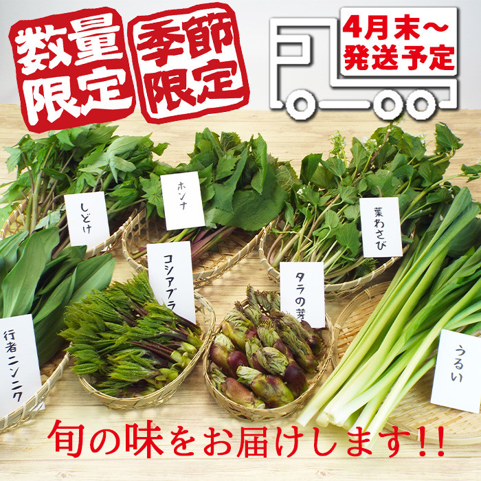 2024年4月より発送！ 春の山菜 おまかせセット（5～6種類） ／ 山菜 野菜 旬 【産直 松の実】