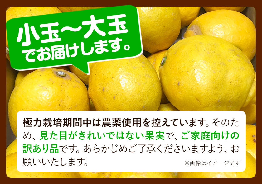 先行予約 家庭用 黒潮レモン 3.5kg+105g（傷み補償分）和歌山有田産