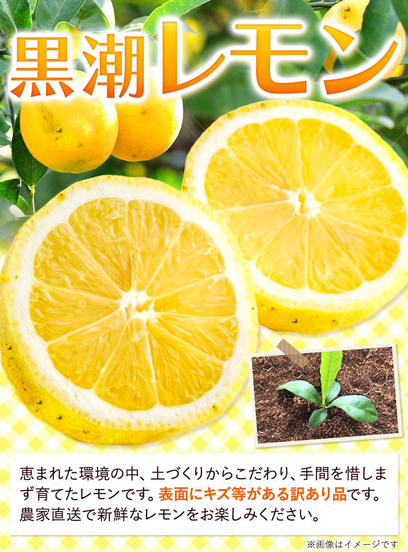 先行予約 家庭用 黒潮レモン 3.5kg+105g（傷み補償分）和歌山有田産
