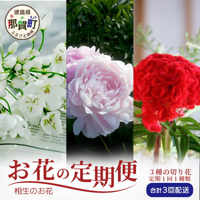 【お花の定期便】3回配送 那賀町産 けいとう・アリウムコワニー・しゃくやく【相生の花】生花 お花 花束 生け花 華道 ケイトウ  芍薬【生産者直送】プレゼント 贈り物 フラワーアレンジメント インテリア ドライフラワー 切り花 切花 定期 頒布会 3ヶ月 MN-4