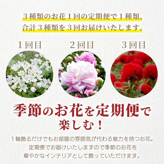 【お花の定期便】3回配送 那賀町産 けいとう・アリウムコワニー・しゃくやく【相生の花】生花 お花 花束 生け花 華道 ケイトウ  芍薬【生産者直送】プレゼント 贈り物 フラワーアレンジメント インテリア ドライフラワー 切り花 切花 定期 頒布会 3ヶ月 MN-4