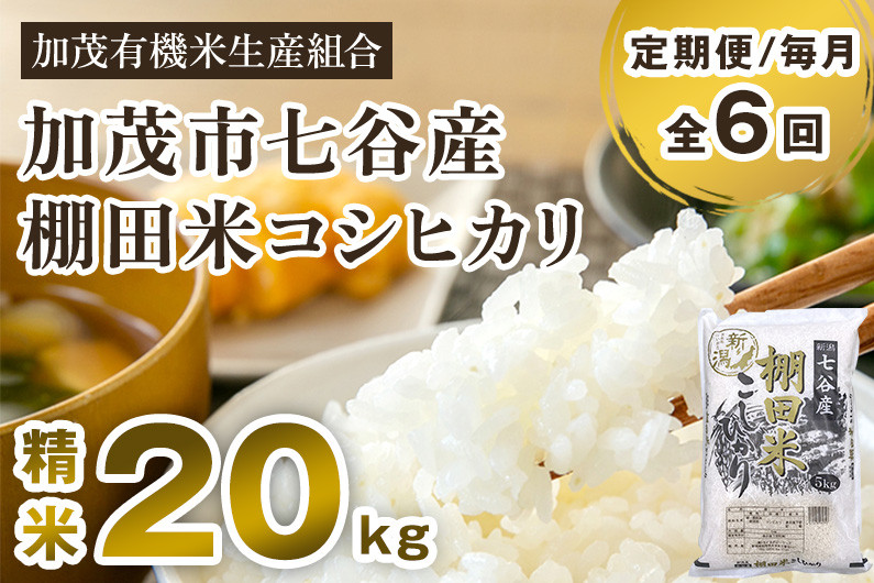 【令和6年産新米先行予約】【定期便6ヶ月毎月お届け】七谷産 棚田米 コシヒカリ 精米 20kg（5kg×4）白米 加茂有機米生産組合 新潟県 加茂市産  白米 米 お米 定期便