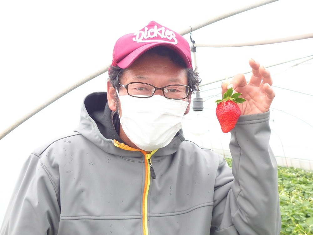 今年も、美味しいいちごが収穫できました！