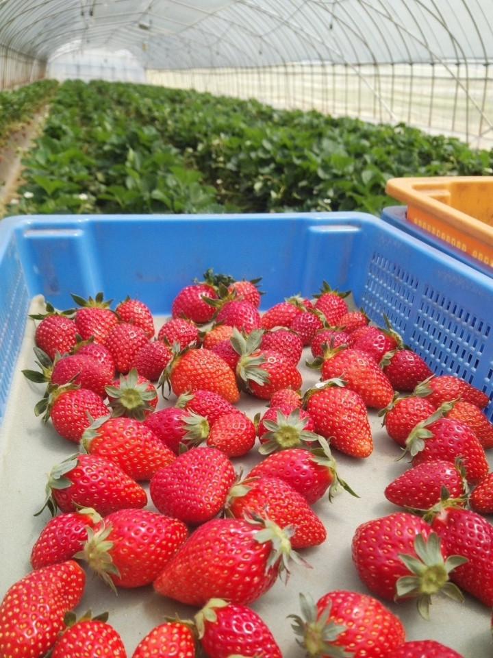 お日様の栄養たっぷり！香り高く甘いとちおとめ