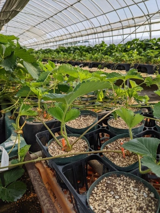 親苗から伸びたランナー。手作業で植えつけます