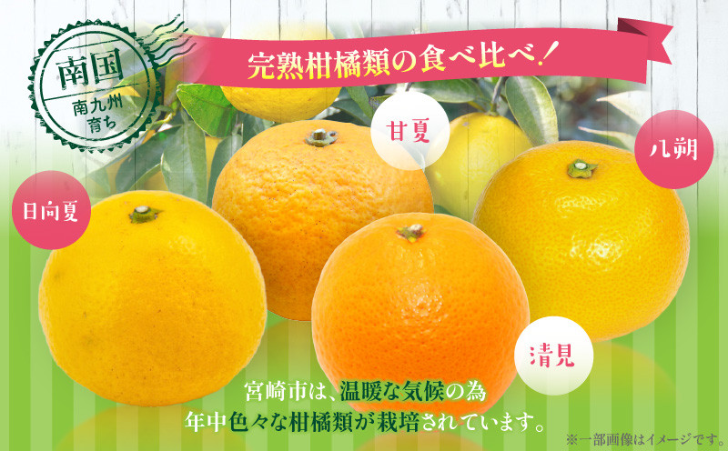 柑橘食べ比べセット5kg（日向夏＆晩柑柑橘）_M271-007 - 宮崎県宮崎市