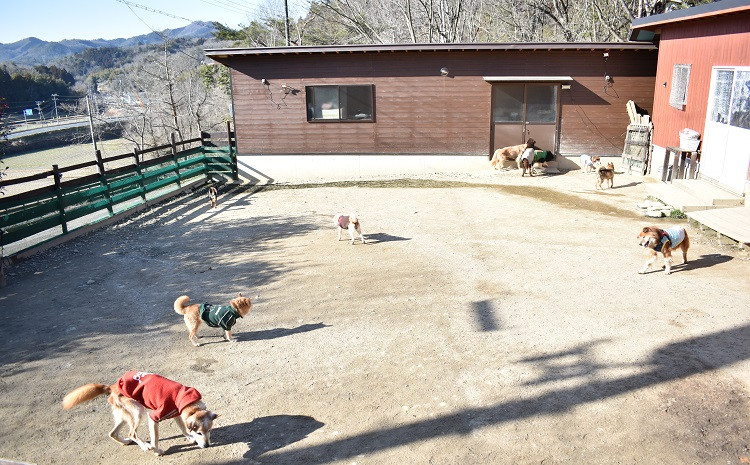 犬の総合ケアハウス「老犬ホームあん」。