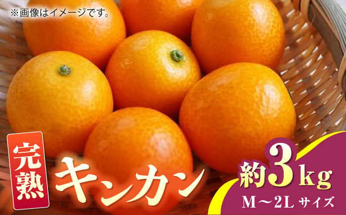 先行予約】【数量限定】完熟 キンカン 約3kg Ｍ~2Lサイズ【くまふる