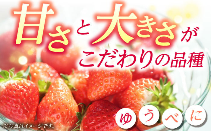 先行予約】大粒いちご L～2L ゆうべに 1kg（4pc）【熊本ベリー