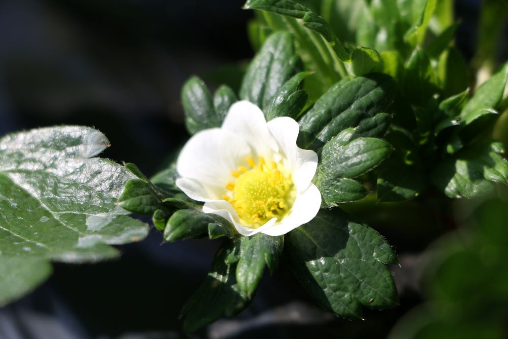 のびのび健やかに育つ苗。白い可憐な花が咲く