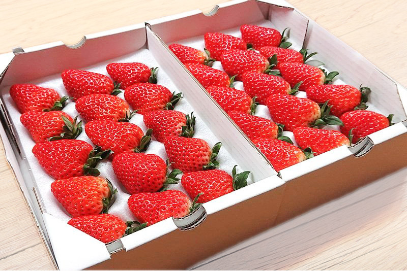 １７７６ いちご 静岡イチゴの食べくらべ「紅ほっぺ」460ｇ＆「きらぴ 