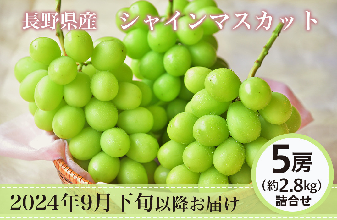 J0820 長野市産シャインマスカット5房（約2.8kg）【2024年9月下旬以降の出荷分】（本気農場いけだ）