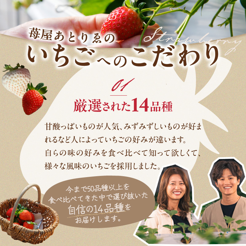 イチゴ2品種食べ比べセット - 山梨県甲府市｜ふるさとチョイス ...