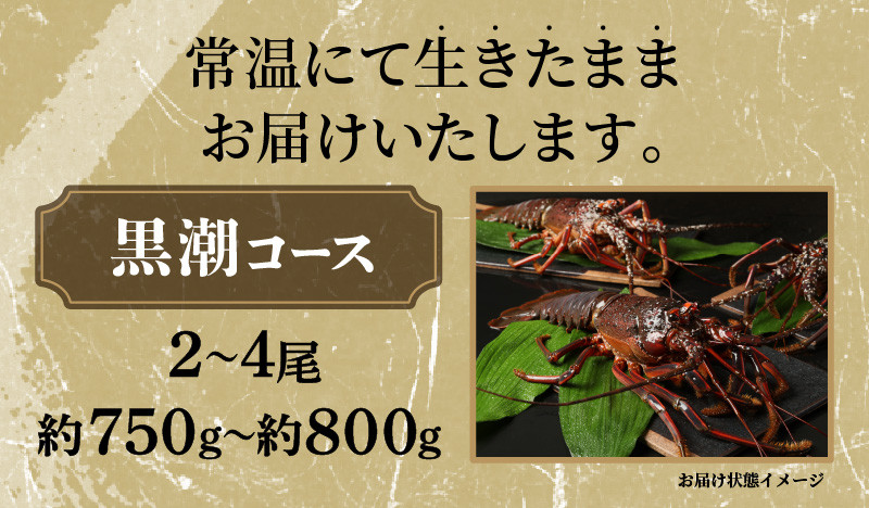 熊野灘産活伊勢海老（黒潮コース） 海鮮 魚介類 伊勢海老 伊勢エビ