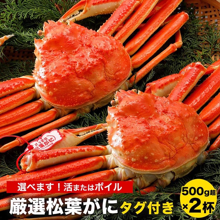 770．【選べます！活またはボイル】《タグ付き》厳選松葉がに 500g超×2杯, ※着日指定不可, ※離島への配送不可,  ※2023年11月上旬～2024年3月下旬頃に順次発送予定