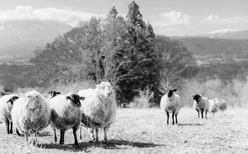 見晴らしの良い牧場でのびのび育つ羊たち