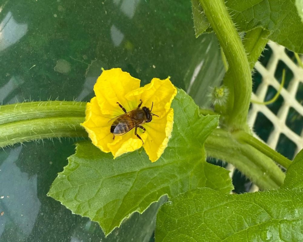 メロンの花から花へと忙しく働くミツバチ
