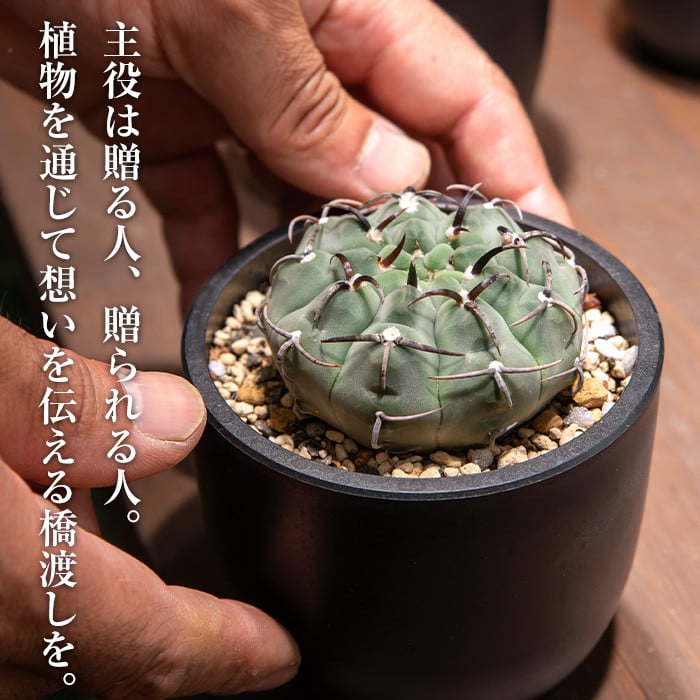 i906 ＜毎月数量限定＞ココスヤシ(鉢底より高さ約100cm) 植物 観葉植物 ココスヤシ 国内産 インテリア グリーン 自然 緑 ギフト 贈り物  数量限定【kurk PLANT LEATHER】 - 鹿児島県出水市｜ふるさとチョイス - ふるさと納税サイト