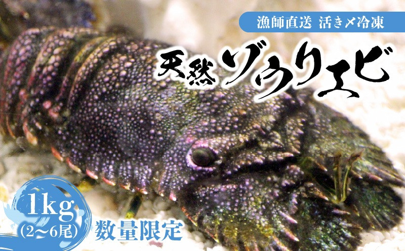 漁師直送】活き〆冷凍 天然ゾウリエビ1kg（2～6尾） ※数量限定