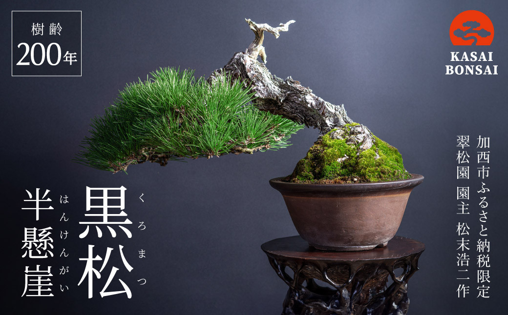 盆栽 翠松園 黒松 半斜幹 樹齢200年 - 兵庫県加西市｜ふるさとチョイス 