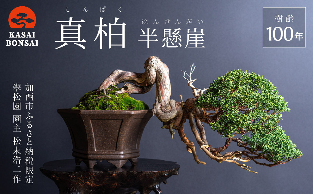 盆栽 翠松園 真柏 半懸崖 樹齢100年 - 兵庫県加西市｜ふるさとチョイス