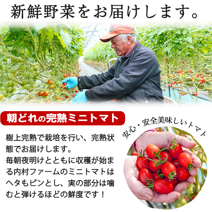 みーしゃん アイコ12kg ミニトマト 鹿児島県産 種類が選べる!】【期間限定・数量限定】鹿児島県産 内村ファーム